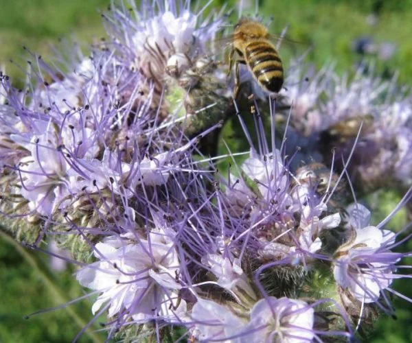 Faselya Tohumu (Arı Otu 1 kg.)