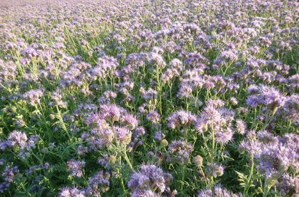 Faselya Tohumu (Arı Otu 1 kg.)