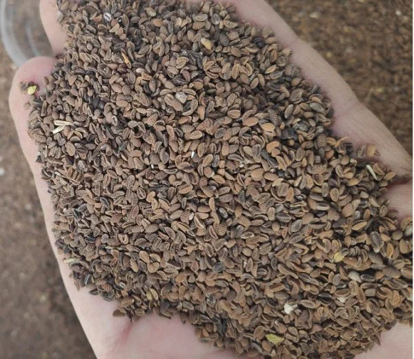 Faselya Tohumu (Arı Otu 1 kg.)