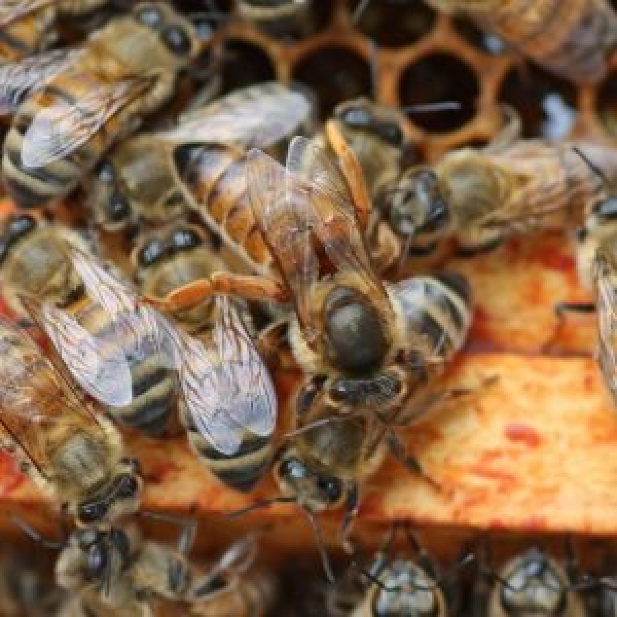 Yığılca f1 Melezi Ana Arı