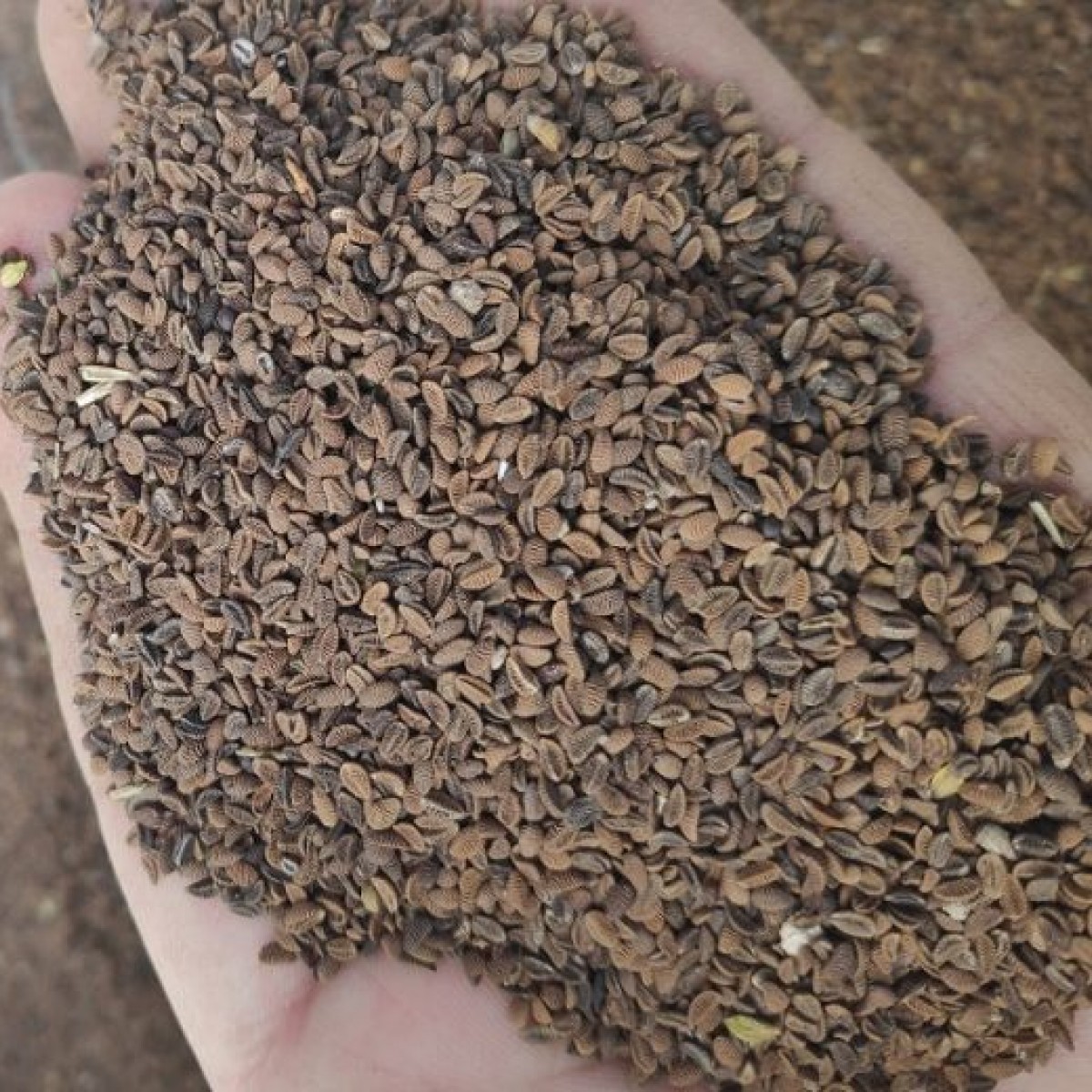 Faselya Tohumu (Arı Otu 1 kg.)