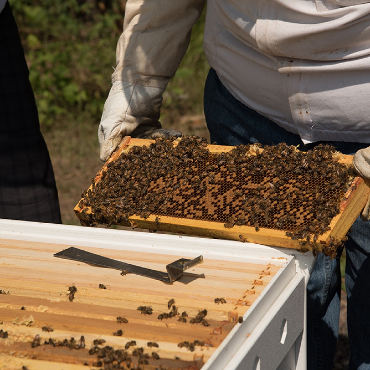 Paket Arı (Yığılca Ekotipi Anadolu Arısı)