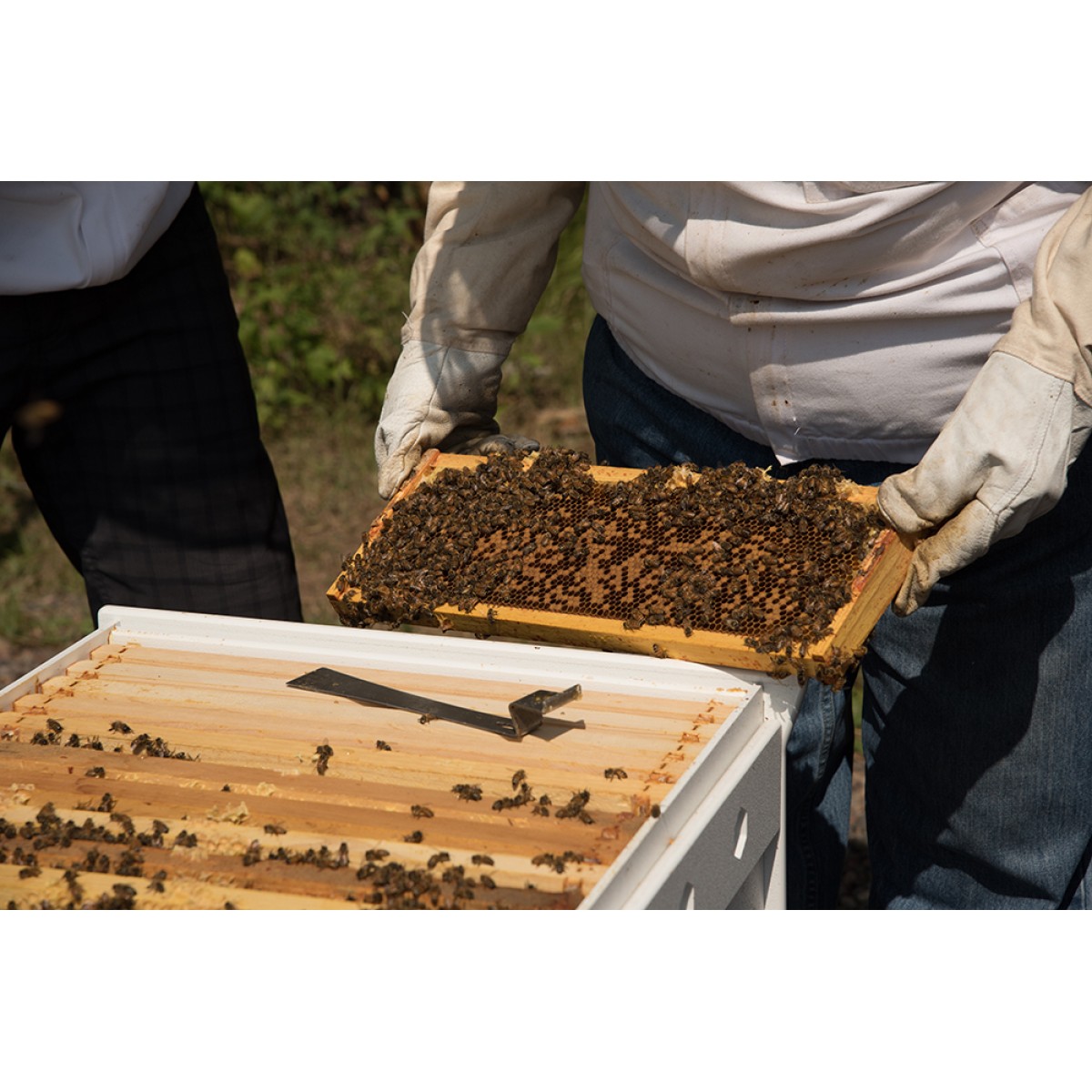 Paket Arı (Yığılca Ekotipi Anadolu Arısı)